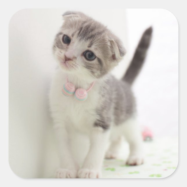 Scottish Fold Kitten Square Sticker (Front)