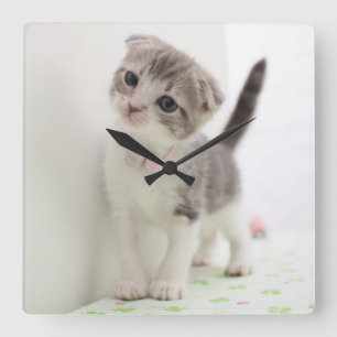 Scottish Fold Kitten Square Wall Clock