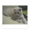 Scottish_fold laying 2.png