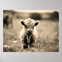 Scottish Highland Calf Baby Cow Miniature Sepia