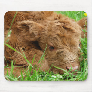 Scottish Highland calf Mouse Pad