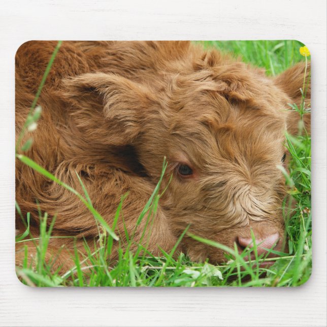 Scottish Highland calf Mouse Pad (Front)