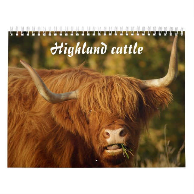 Scottish Highland Cattle Calendar (Cover)