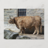 Scottish Highland Cattle Portrait