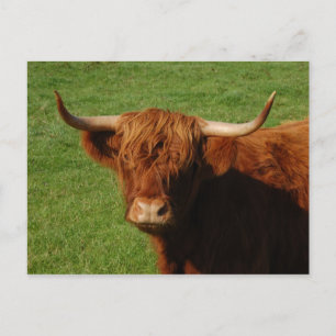 Scottish Highland Cattle Postcard