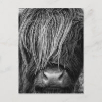 Scottish Highland Cattle - Scotland