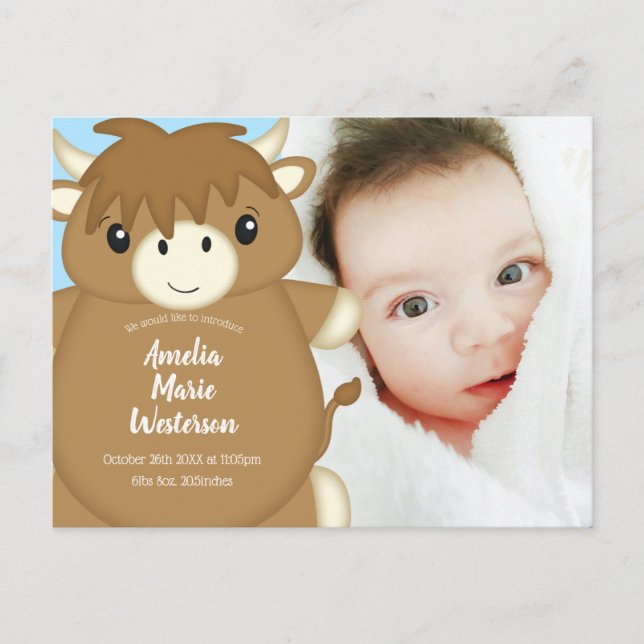 Scottish Highland Cow Baby Shower Blue Postcard (Front)