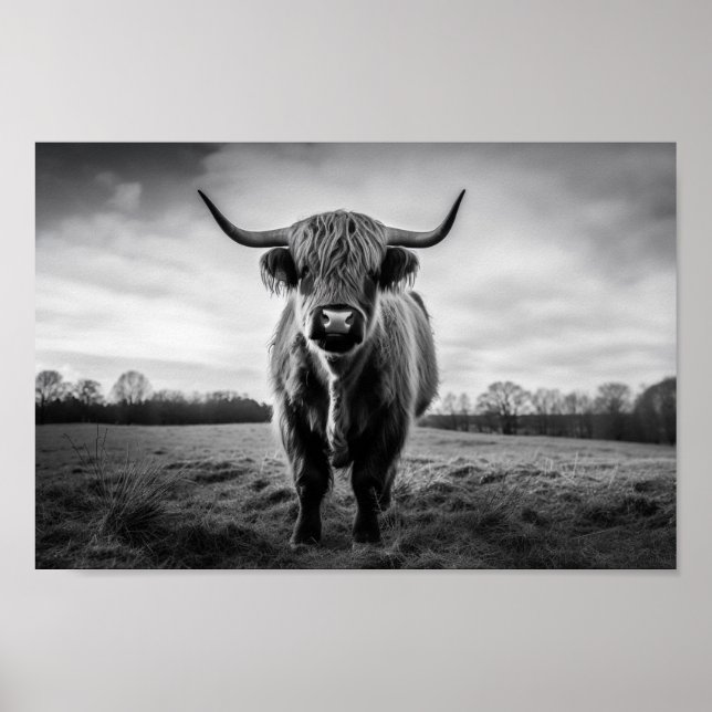 Scottish Highland Cow black and white photo Poster (Front)