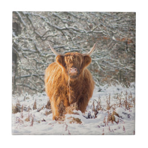 Scottish Highland cow Ceramic Tile