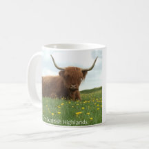 Scottish Highland Cow