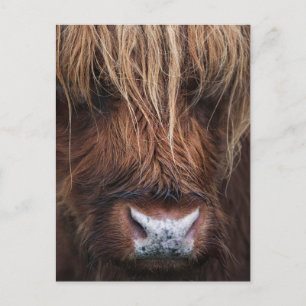 Scottish Highland Cow (Coo) Close-up Photo Postcard
