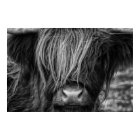 Scottish Highland Cow, Highlander, Highland Cattle