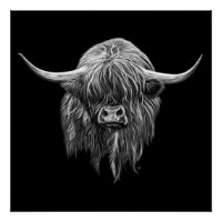 Scottish Highland Cow In Black And White