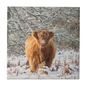 Scottish Highland cow in the snow Ceramic Tile