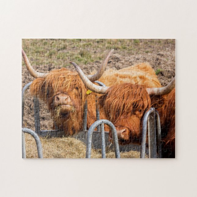 Scottish Highland cow Jigsaw Puzzle (Horizontal)