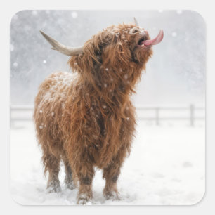 Scottish Highland Cow Licking Snowflakes Square Sticker