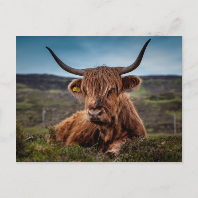 Scottish Highland Cow Longhorn Bull Rancher Postcard (Front)