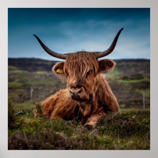 Scottish Highland Cow Longhorn Bull Rancher Poster (Front)