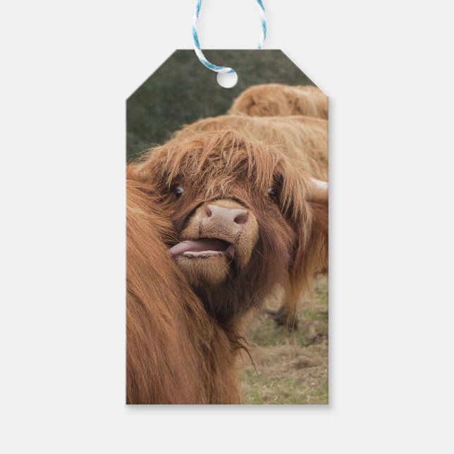 Scottish Highland cow photograph  Gift Tags (Front)