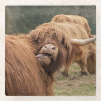 Scottish Highland cow photograph  Glass Coaster