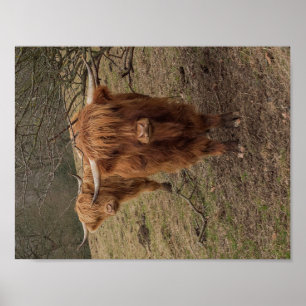Scottish Highland cow photograph poster