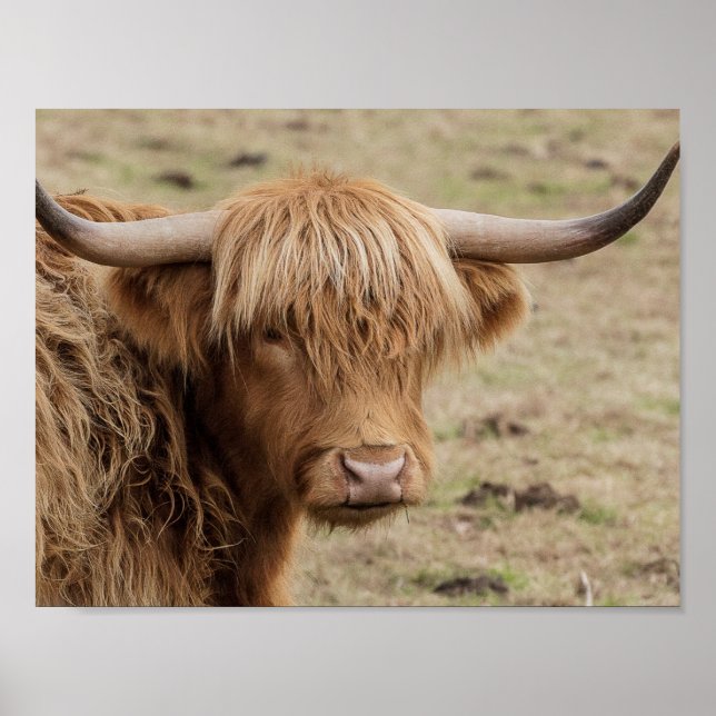 Scottish Highland cow photograph poster (Front)
