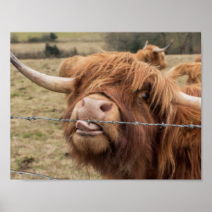 Scottish Highland cow photograph poster