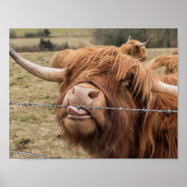 Scottish Highland cow photograph poster (Front)