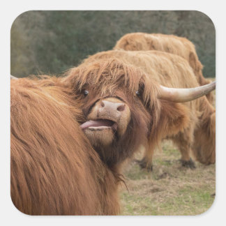 Scottish Highland cow photograph  Square Sticker