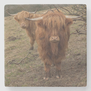 Scottish highland cow photograph stone coaster