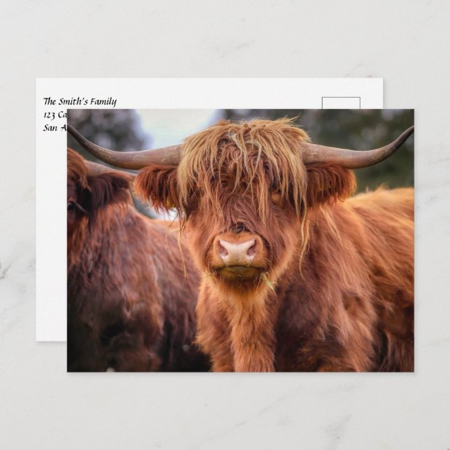 Scottish Highland Cow Postcard (Front/Back)