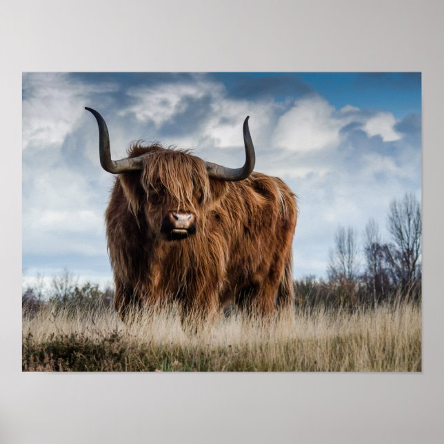 Scottish Highland Cow Poster (Front)