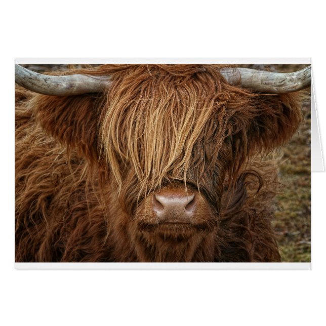 Scottish Highland Cow - Scotland (Front Horizontal)