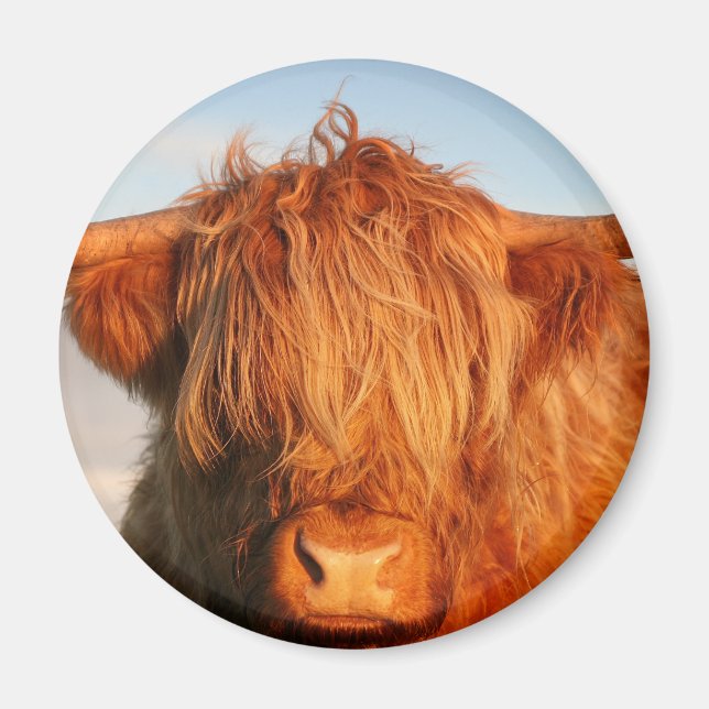 Scottish Highland Cow - Scotland Magnet (Front)