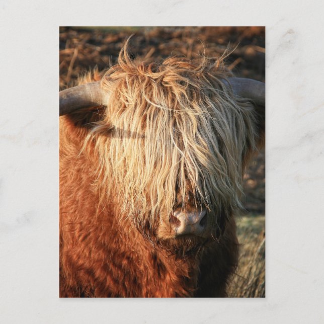 Scottish Highland Cow - Scotland Postcard (Front)