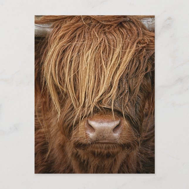 Scottish Highland Cow - Scotland Postcard (Front)