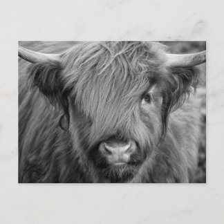 Scottish Highland Cow - Scotland Postcard