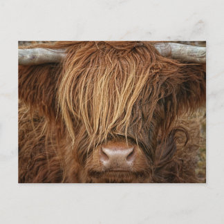 Scottish Highland Cow - Scotland Postcard