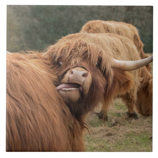 Scottish Highland cow Tile (Front)