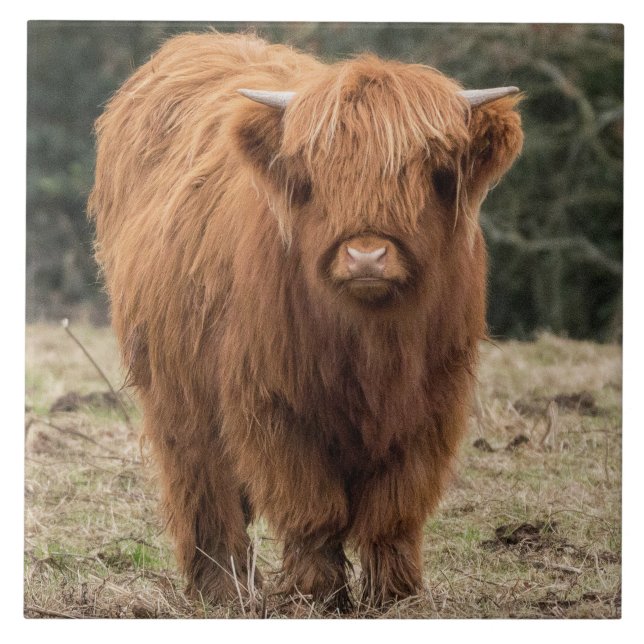 Scottish Highland cow Tile (Front)