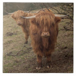 Scottish Highland cow Tile<br><div class="desc">A beautiful portrait of the highland cattle</div>