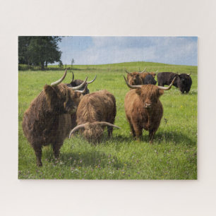 Scottish Highland Cows on Pasture Jigsaw Puzzle