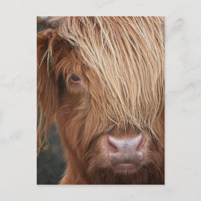 Scottish Highland Cows - Scotland Postcard (Front)