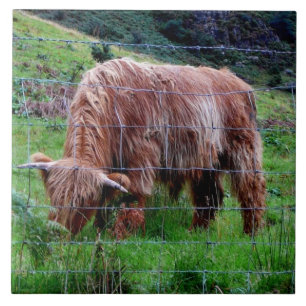 "Scottish Highland Long-Haired Cow" Ceramic Tile