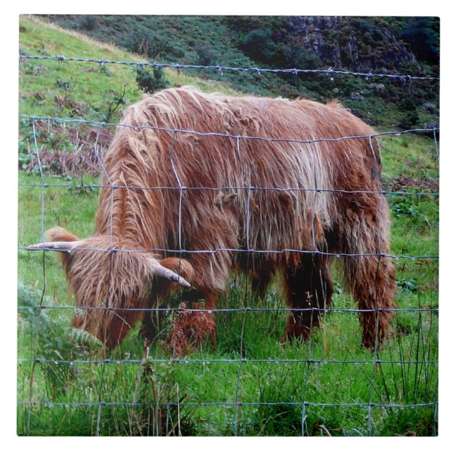"Scottish Highland Long-Haired Cow" Ceramic Tile (Front)