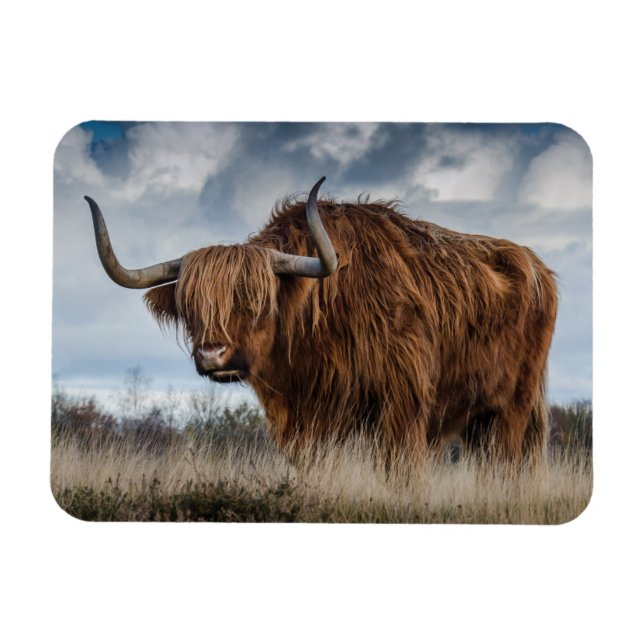 Scottish Highland longhair Magnet (Horizontal)