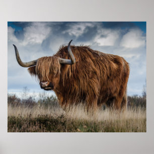 Scottish Highland longhair Poster