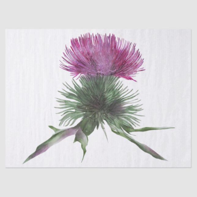 Scottish Highland Thistle Watercolor Tissue Paper (Front)