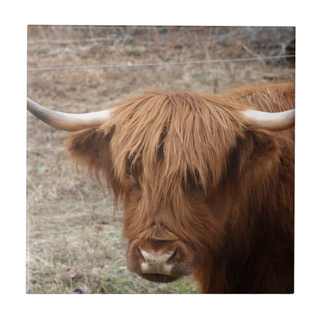 Scottish Highlander Ceramic Tile (Front)