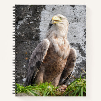 Scottish Highlands Eagle Rugged Nature Scene Notebook